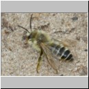 Dasypoda hirtipes - Hosenbiene x m01 - Sandgrube Heidesee OS-Bad Laer.jpg